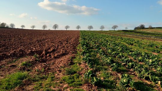 Spis rolny idzie opornie przez wirusa