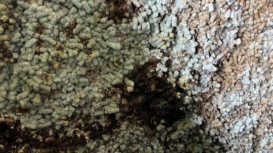 280 ton śruty słonecznikowej nie wjechało do Polski