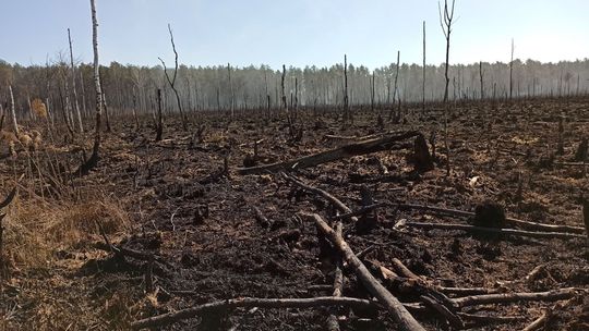 Spłonęło 30 ha lasów w pow. bialskim. Najprawdopodobniej to było podpalenie