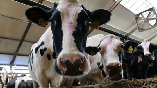 Spomlek dopłaci dostawcom mleka, którzy zrezygnują z pasz GMO 