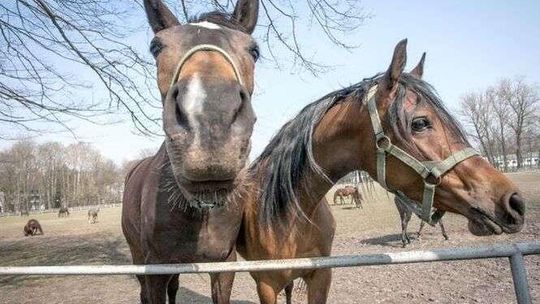 Spór o konie z Janowa Podlaskiego sprzedane do Włoch. "Czuję się oszukany"