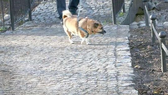 Spór o zakaz wstępu psów do Ogrodu Saskiego. Rozprawa sądowa dopiero w... 2017 roku