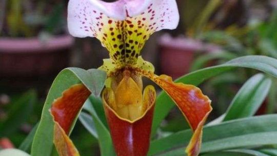 Spotkanie: Kostaryka raj (nie)utracony