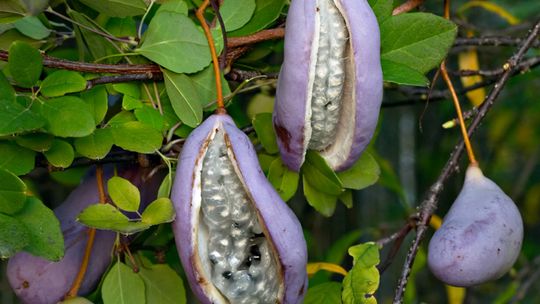Spotkanie z architektem krajobrazu Joanną Rendą