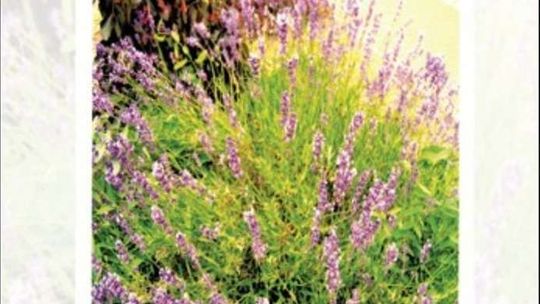 Spotkanie z Elżbietą Krankowską w MBP