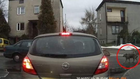 Sprawa mężczyzny, który rozjechał psa trafiła do sądu