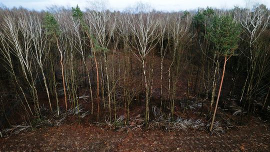 Sprawa Starego Gaju. Ratusz pisze do lasów, internauci punktują prezydenta Lublina