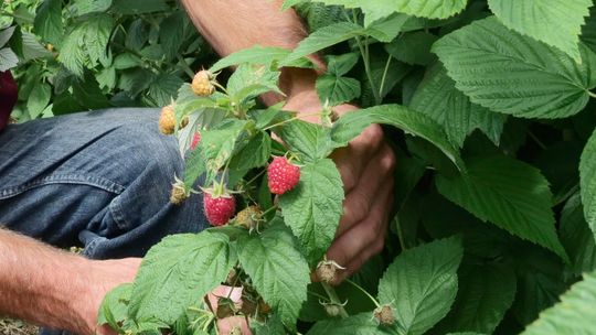 Sprawdzamy ile można zarobić na zbieraniu malin? 