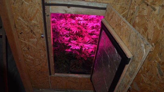 Sprytnie ukrył krzaki konopi. Odpowie też za nielegalną amunicję