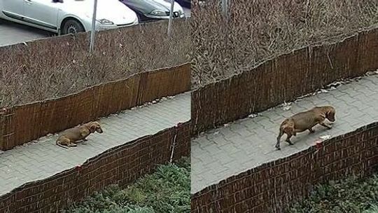 Środek dnia, przed urzędem pocztowym. Zakatował swojego własnego psa