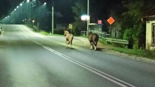 Środek nocy, Końskowola a tu... poszły konie po betonie