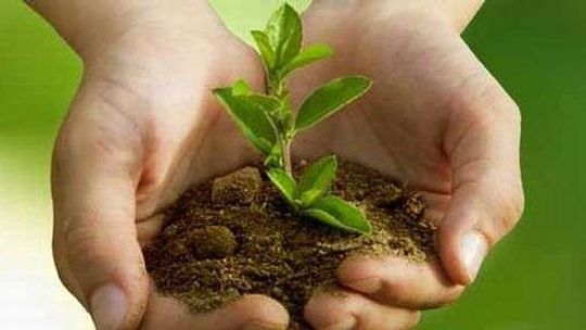 Środki ochrony roślin – jak stosować i gdzie kupować?