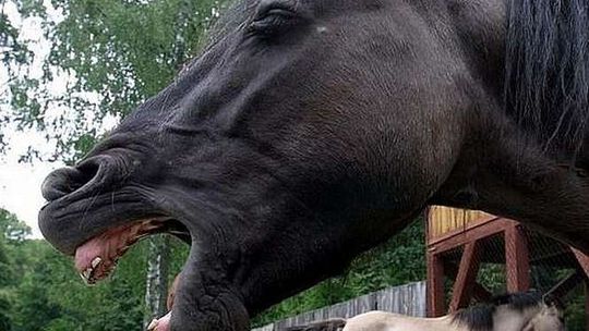 Środkiem ulicy galopował koń. Na rowerze pijany właściciel