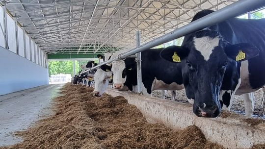 Stadnina koni szuka fachowca od hodowli krów