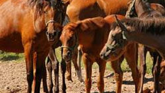 Stadnina koni w Janowie Podl. (nr 7) - 30 głosów