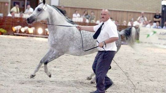 Stadnina rozlicza aukcję arabów. Ile wydano na organizację?