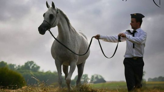 Stadnina się zamyka. Na wielką aukcję trzeba się przygotować 
