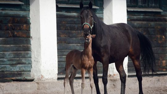 Stadnina w Janowie Podlaskim czeka na plan naprawczy. "Nie istnieje zagrożenie dla kontynuacji jej działalności"