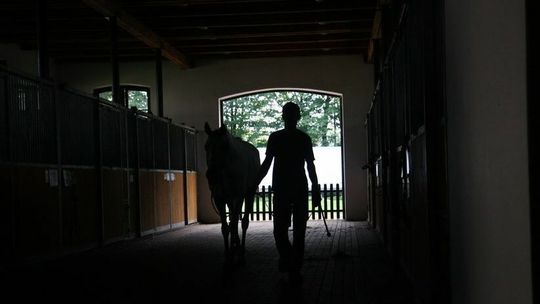 Stadnina w Janowie Podlaskim da pracę i mieszkania Ukraińcom