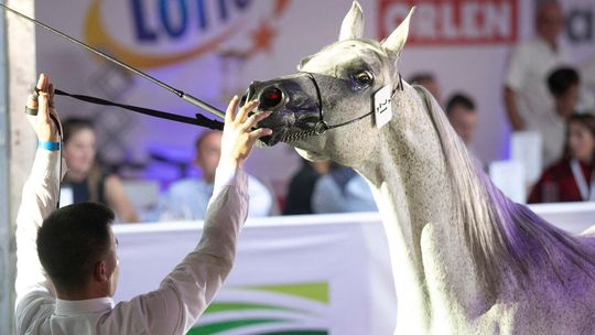 Stadnina w Janowie Podlaskim poczeka kilka miesięcy na wsparcie finansowe