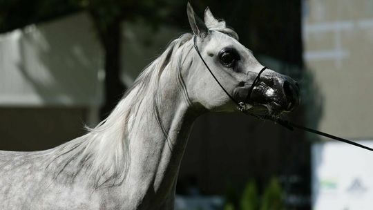 Stadnina w Janowie Podlaskim powitała pierwszą klaczkę w tym roku. Ma być jeszcze 116 źrebiąt