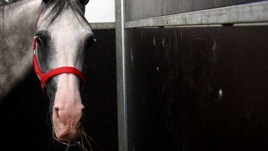 Stadnina w Janowie Podlaskim ze stratą 3,2 mln zł. Bydło w skandalicznych warunkach