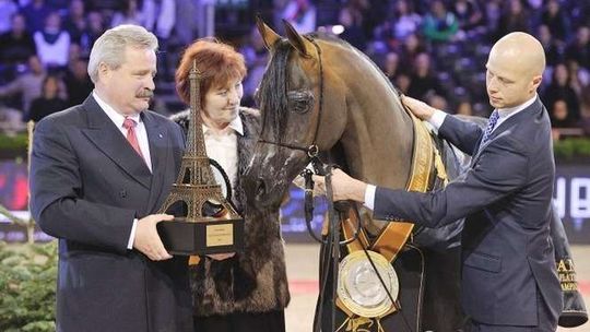 Stadnina w Janowie sprzedaje potomstwo sławnej Pianissimy? Jest wytłumaczenie