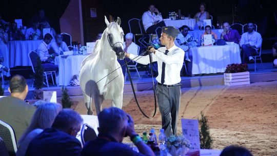 Stadniny nie musiały płacić za organizację aukcji. Pomogli sponsorzy 