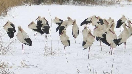 Stado bocianów odleciało z Targowiska. "Zrobiło się smutniej"