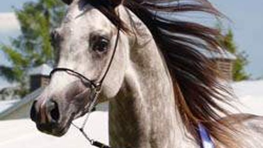 Stado ogierów w Białce (nr 26) - 0 głosów