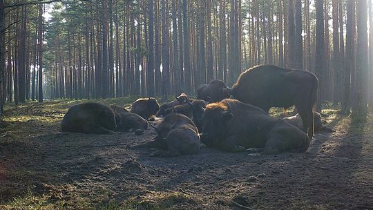Stado żubrów w Lasach Janowskich wkrótce może się powiększyć