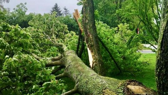 Stare drzewa przy pałacu przegrały z nawałnicą. Miasto planuje wycinkę kolejnych 