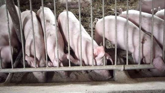 Stare Wierzchowiska: Chcą zbudować chlewnię koło domów. Protest mieszkańców