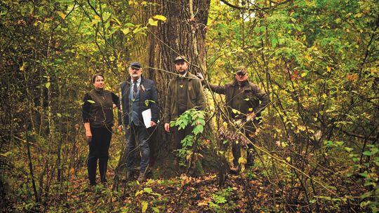 Stary dąb ma już imię. Teraz czeka na uchwałę radnych