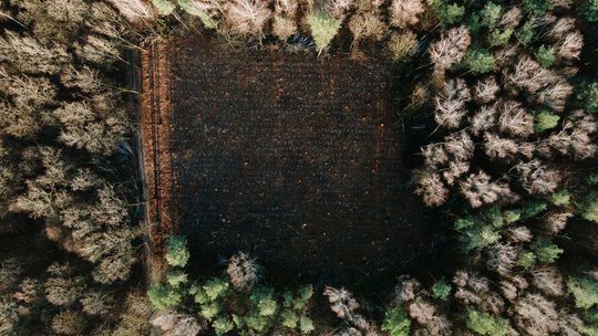 Stary Gaj w Lublinie. Ekolodzy wskazali 32 drzewa do ochrony, może ją dostać tylko 7
