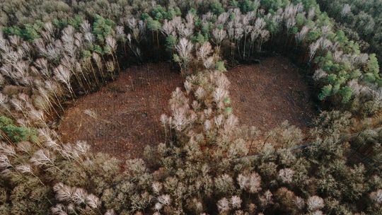 Stary Gaj w Lublinie przetrzebiony, a to tylko początek