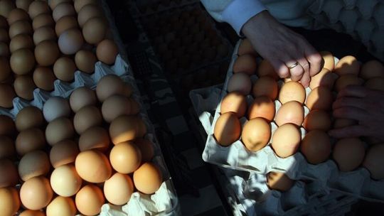 Statystyczny Polak w 2011 roku zjadł 173 jaja