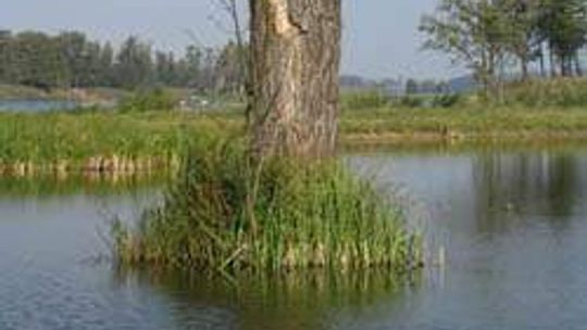 Stawy w Siemieniu (nr 53) - 32 głosy