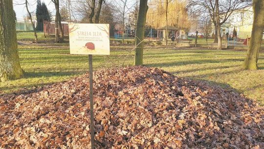 Sterty liści na trawnikach. To celowy zabieg 