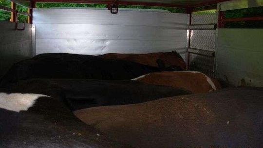 Stłoczone zwierzęta w ciężarówce. "Niehumanitarny przewóz"