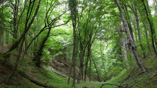 Rezerwat przyrody Zabytów