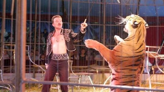 Stop dla cyrków z żywymi zwierzętami w Lublinie. Ponad 2 tys. podpisów pod petycją