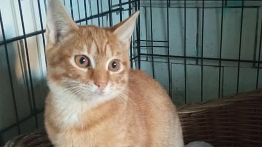 Stowarzyszenie, które pomaga zwierzętom, będzie mieć nowy dom