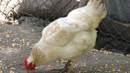 Strachosław: Złodziej spustoszył kurnik. Ukradł 14 kur i koguta