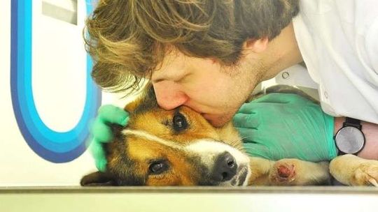 Stracił dwie łapy we wnykach, przeżył dzięki dobrym ludziom. Pies Forest dostanie protezy