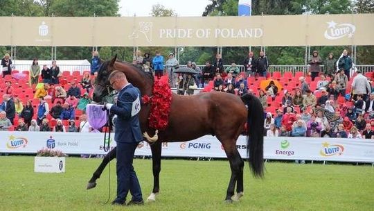 Stracimy Narodowy Pokaz Koni Czystej Krwi Arabskiej? "Takie pomysły godzą w stadninę i region"