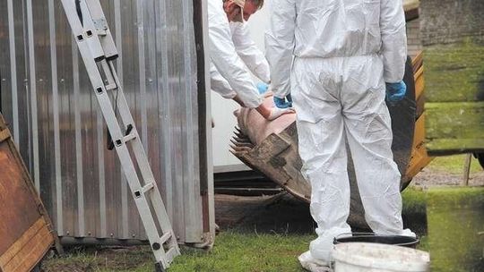 Straty po ASF: Dlaczego większość rolników nie dostało odszkodowań?