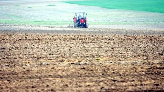 Straty w rolnictwie. Przymrozki i brak śniegu zaszkodziły rzepakowi