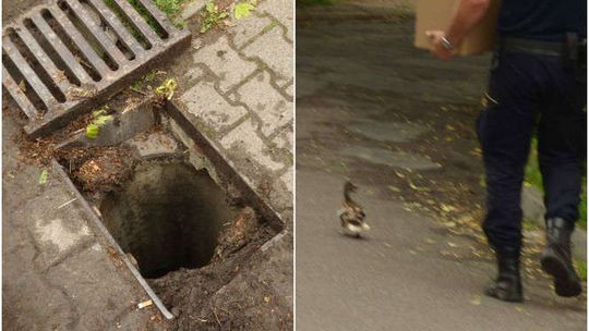Straż Miejska uratowała sześć małych kaczek. Wpadły do studzienki