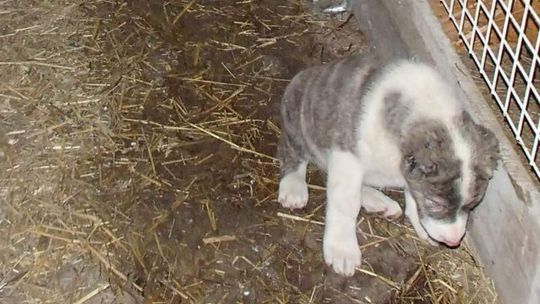Straż Ochrony Zwierząt zabrała mu rasowe psy. Poskarżył się prokuraturze